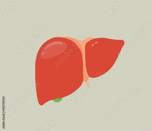 Human liver. Isolated flat liver.

