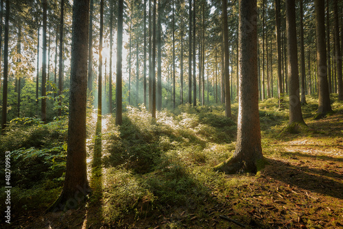 Sonnenstrahlen im Wald © GD schaarschmidt