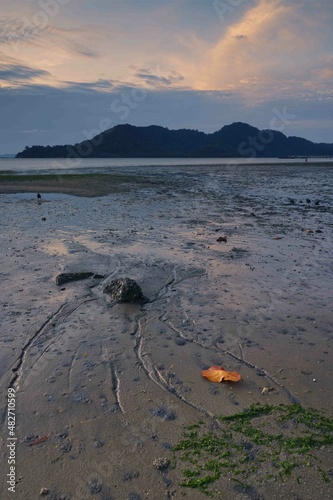 Leaf on a beach during low tide