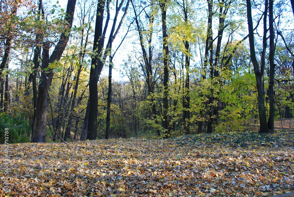 autumn in the park autumn in the park