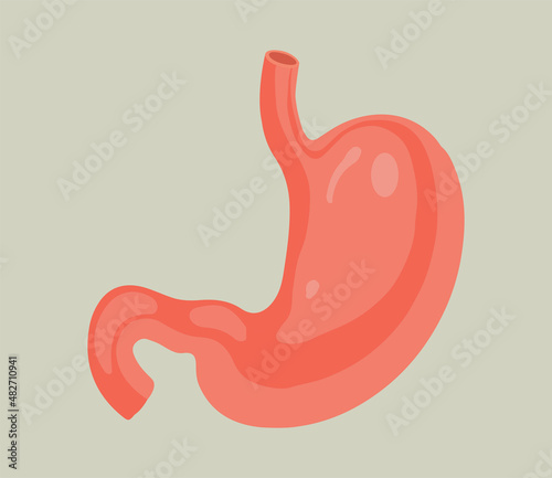 human stomach. Digestive organ.
 Isolated vector illustration