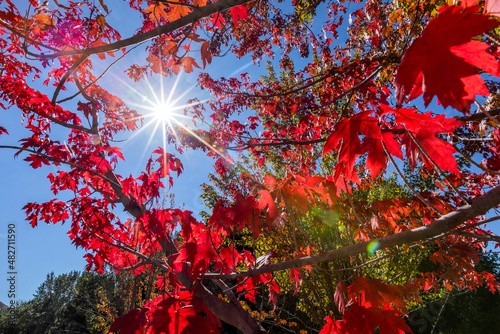 Sun shining through red leaves of sugar maple tree