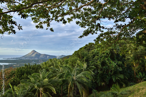 Tropical background landscape with trees and palms.