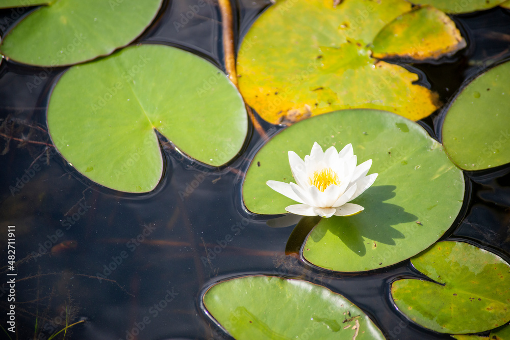 Nymphaea candida white flower on Moszne lake Nymphaea candida white flower on Moszne lake