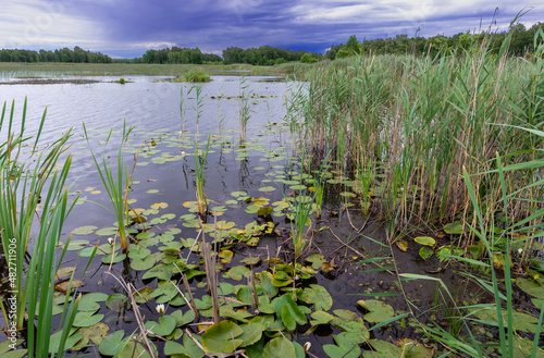Reeds and nymphaea candida on Moszne lake, Poland.