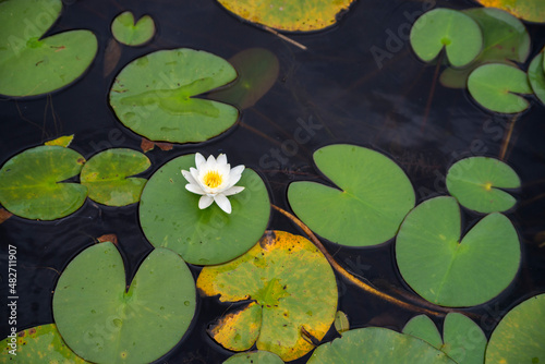 Nymphaea candida white flower on Moszne lake