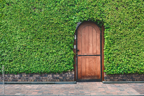 Close-up, Wooden door Texture green buxus hedge. Hedgerow backdrop. photo