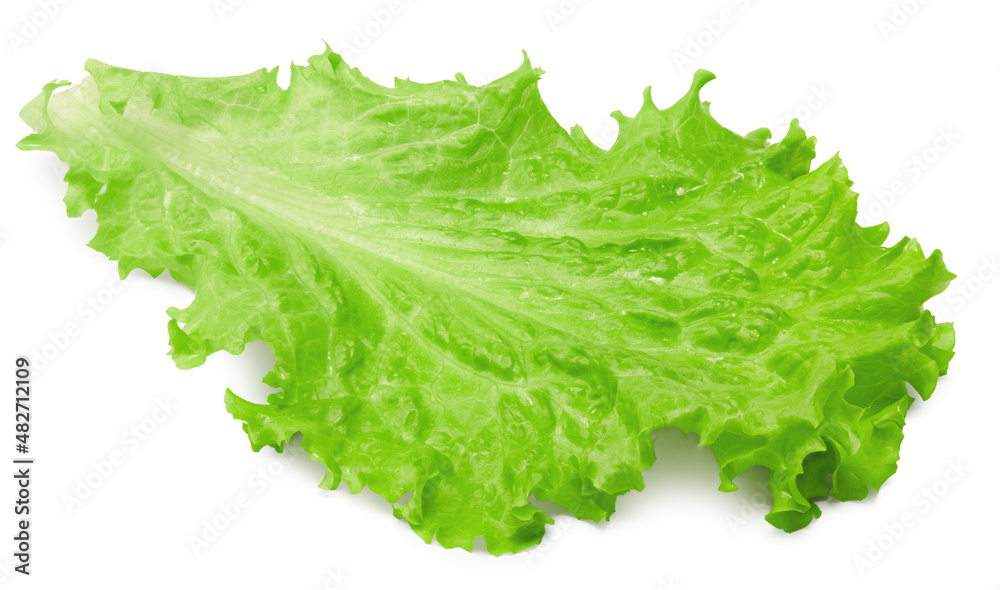 Salad leaf. One green lettuce isolated on white background. clipping path Salad leaf. One green lettuce isolated on white background. clipping path