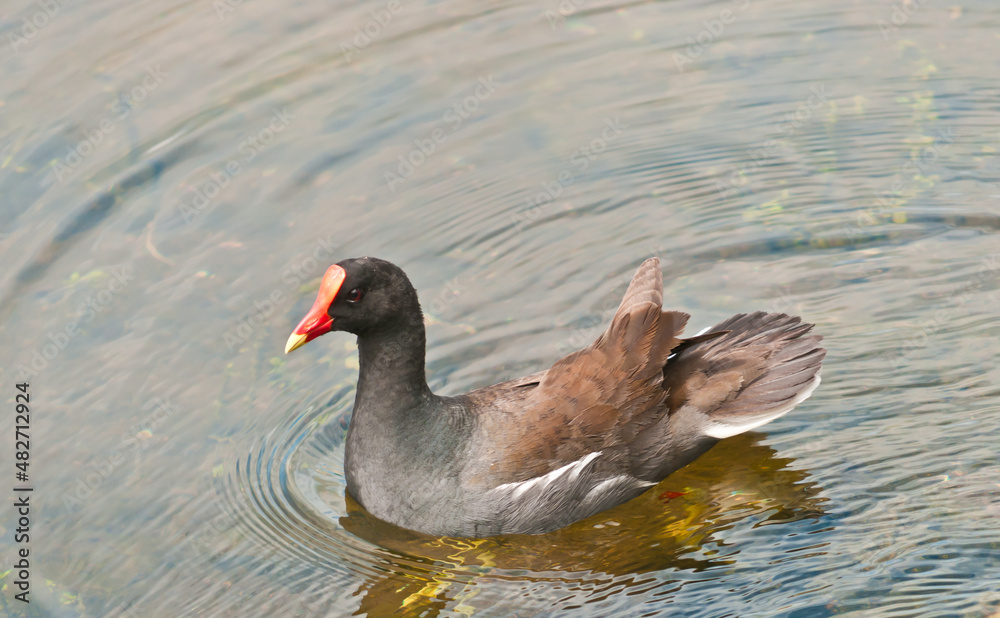 top, side view, close distance of a gallinule-moorhen water bird, swimming in a tropical lake top, side view, close distance of a gallinule-moorhen water bird, swimming in a tropical lake
