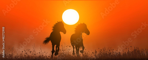 two free horses run at sunset