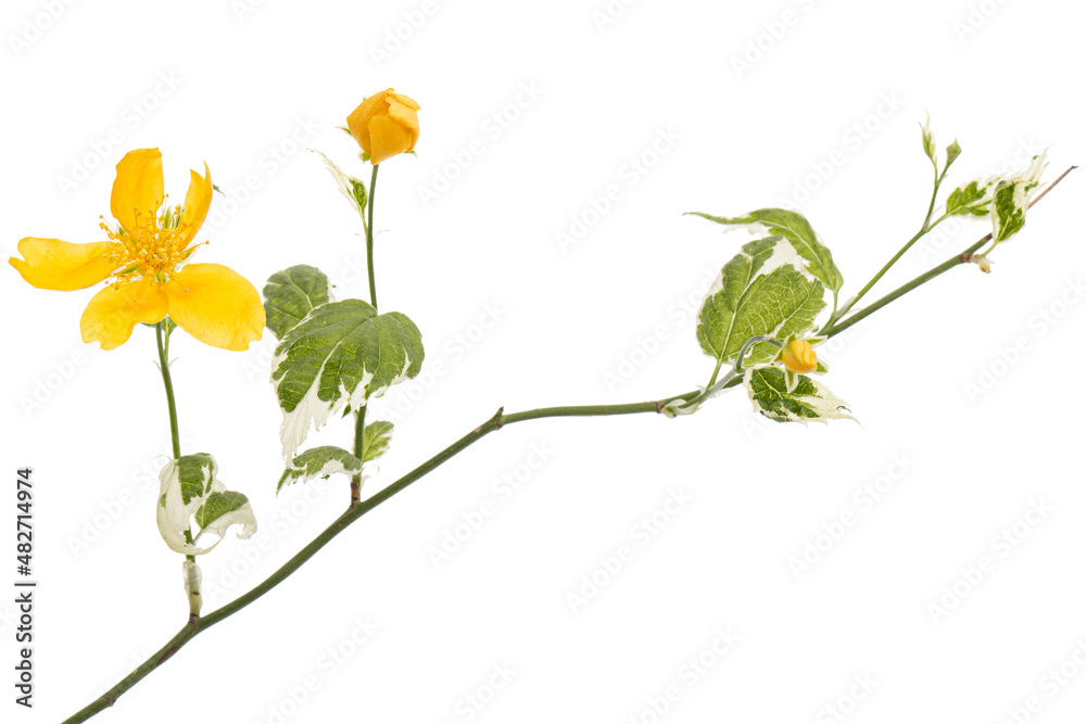 Yellow flower of kerria japonica, isolated on white background