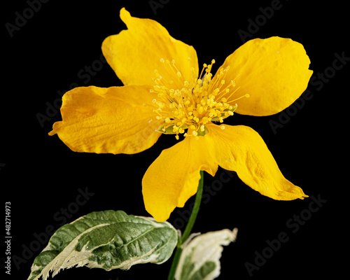 Yellow flower of kerria japonica, isolated on black background photo