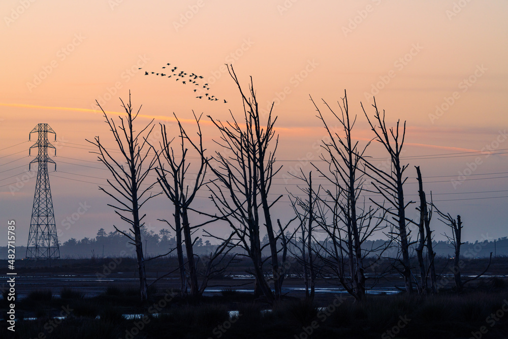 Bird Migration Bird Migration