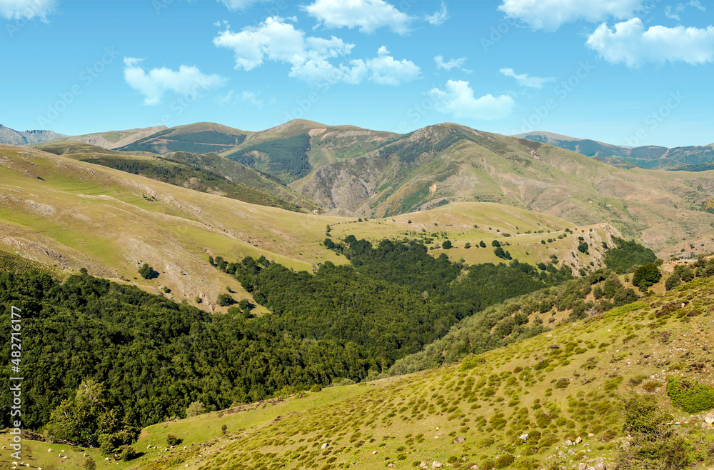 Forest in the valley