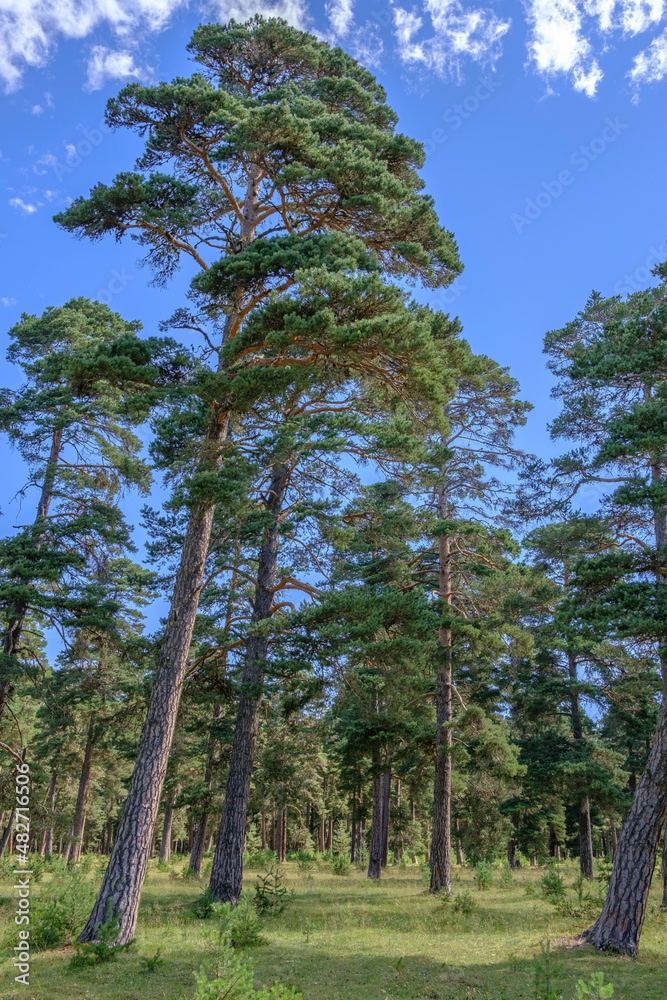 Fototapeta premium trees in the forest