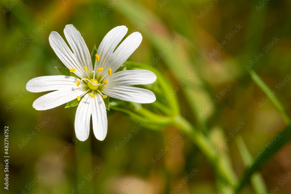 Macro shot of a greater stitchwort (rabelera holostea) flower in bloom Macro shot of a greater stitchwort (rabelera holostea) flower in bloom