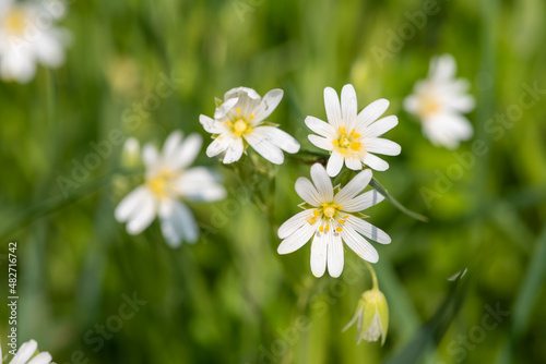 Greater stitchwort  rabelera holostea  flowers in bloom