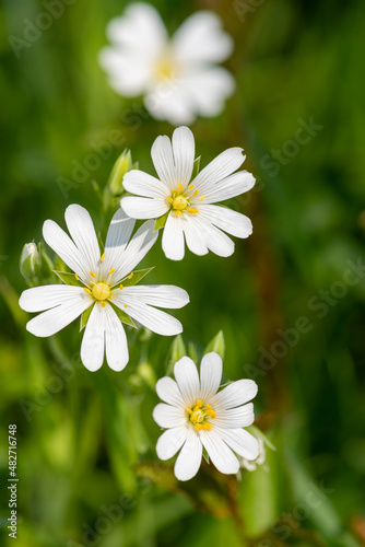 Greater stitchwort (rabelera holostea) flowers in bloom