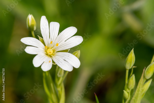 Macro shot of a greater stitchwort  rabelera holostea  flower in bloom