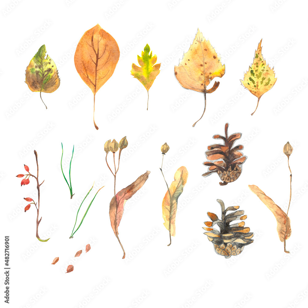 Obraz premium Watercolor set with leaves, seeds, and herbs isolated on white background. 