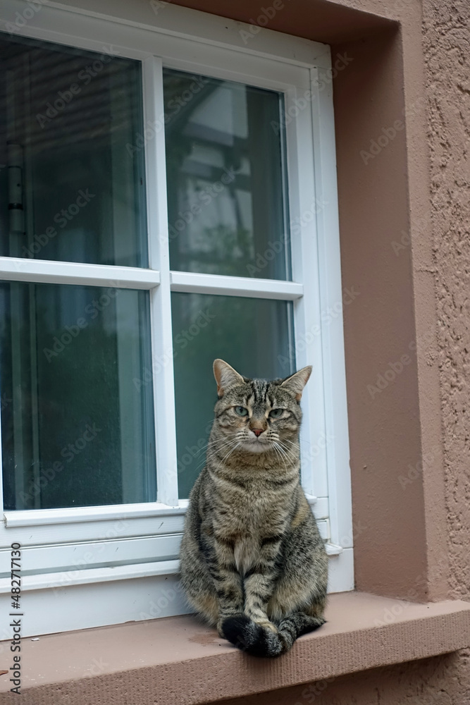 Grey tabby cat sitting outside on a windowsill in front of a window with a white window cross
