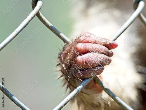 Photo Closeup of a monkey hand and fingers clinging to cage in zoo demonstrating the cruelty of animals in captivity and animal rights