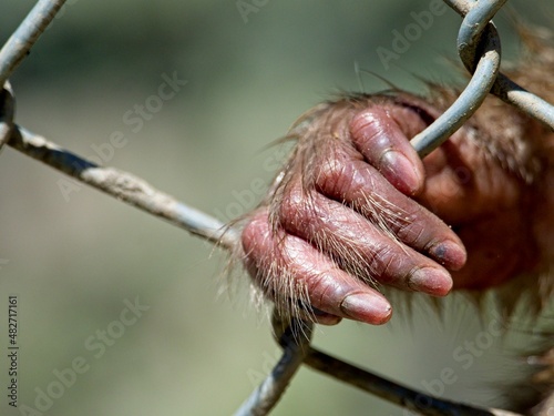 Slika na platnu Closeup of a monkey hand and fingers clinging to cage in zoo demonstrating the cruelty of animals in captivity and animal rights