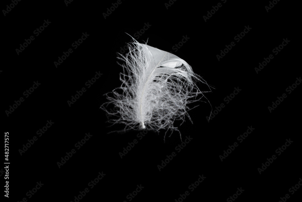Obraz premium White feather isolated on a black background.