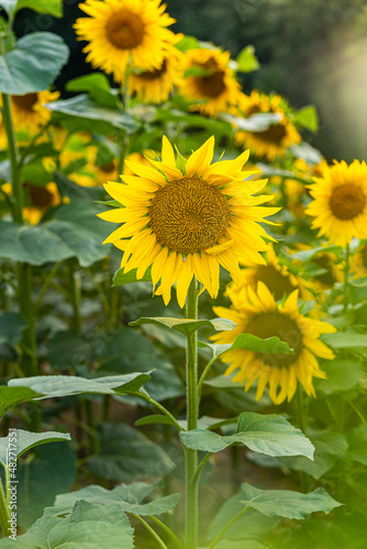 Sunflowers  field of sunflower in bloom sunflower field