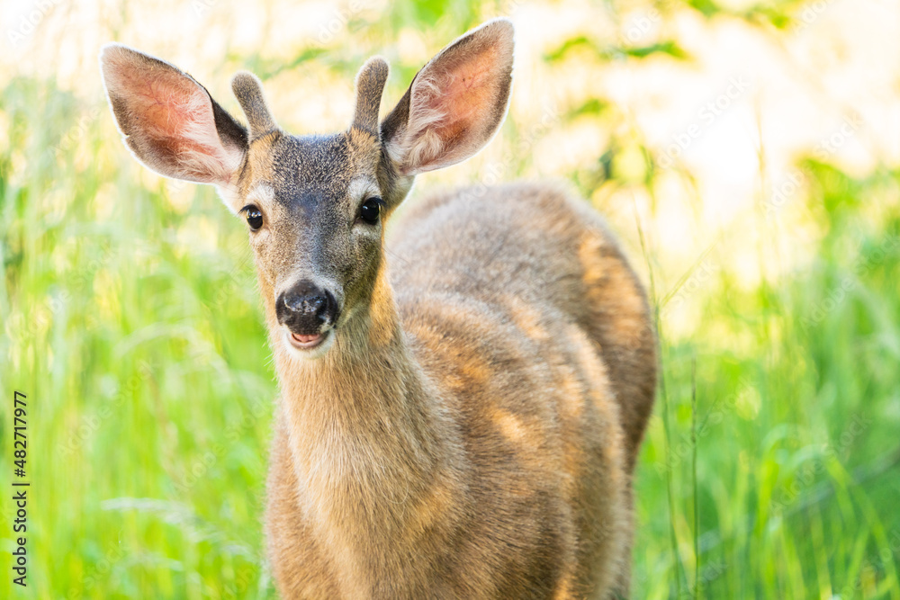 Young Deer Young Deer