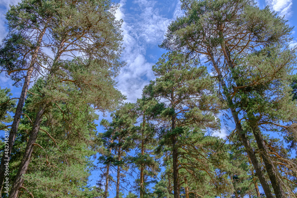 Obraz premium blue sky and trees