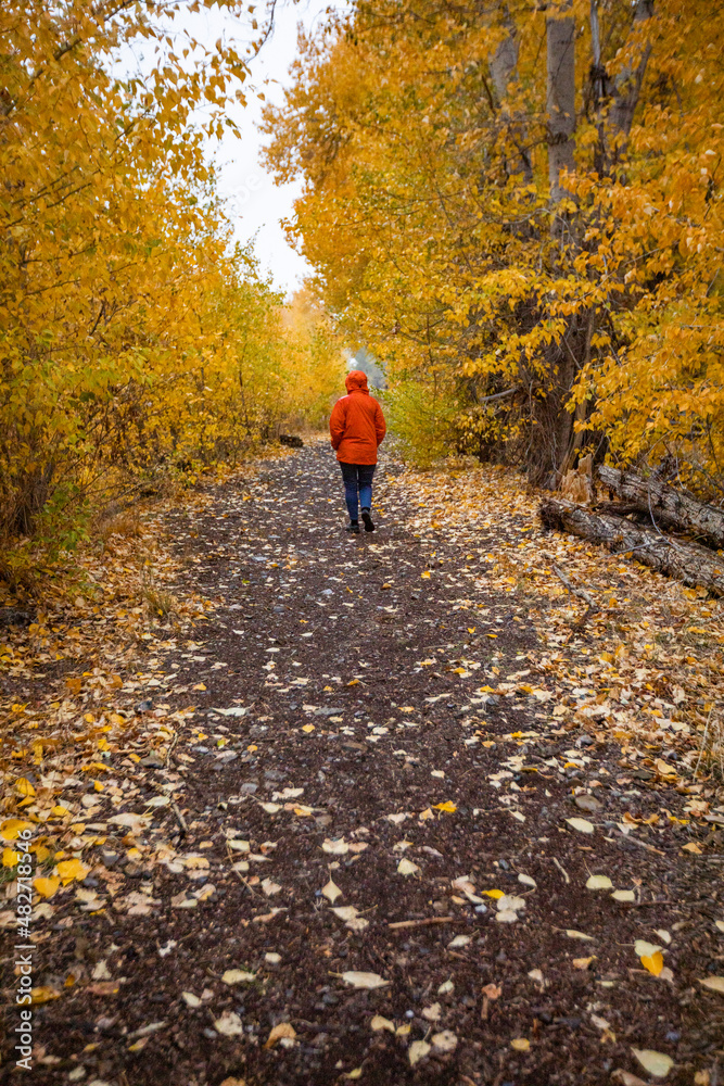 USA, Idaho, Bellevue, Rear view of woman walking on footpath covered with leaves in Autumn USA, Idaho, Bellevue, Rear view of woman walking on footpath covered with leaves in Autumn