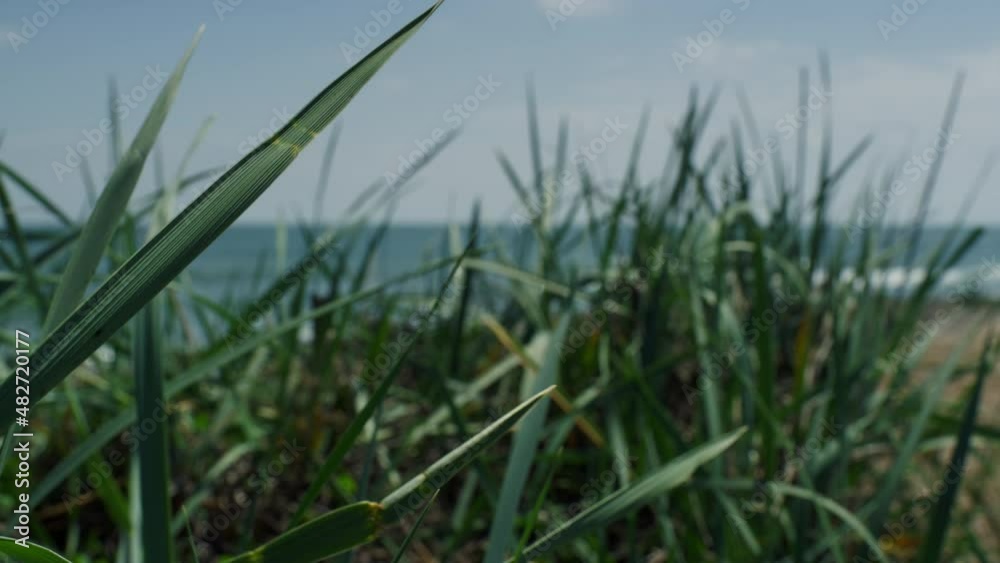 Vibrant green grass blowing swaying in wind. Meadow field on ocean sea beach. Vibrant green grass blowing swaying in wind. Meadow field on ocean sea beach.