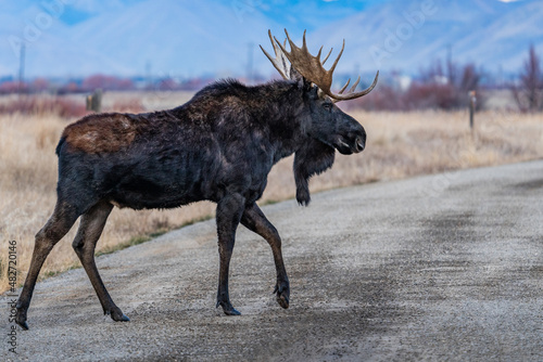 USA, Idaho, Bellevue, Bull moose crossing rural road photo