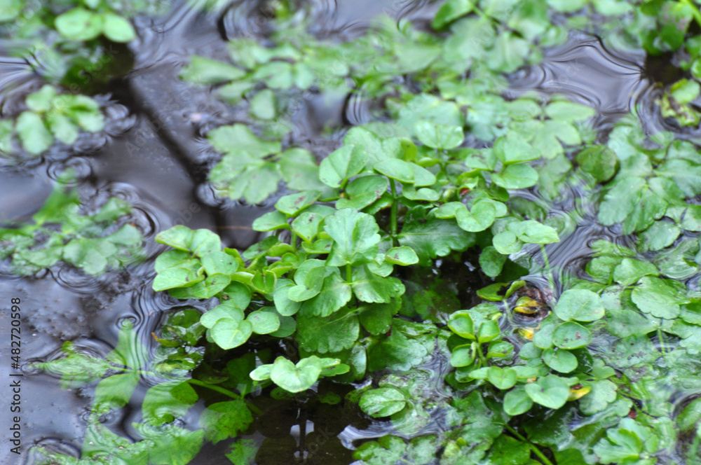 Nasturtium officinale grows on the edge of the reservoir Nasturtium officinale grows on the edge of the reservoir