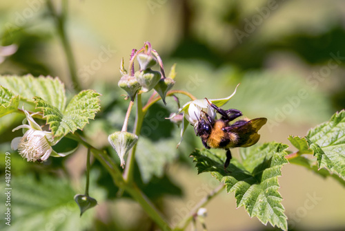 Bumblebee on a raspberry flower gathering nectar in spring