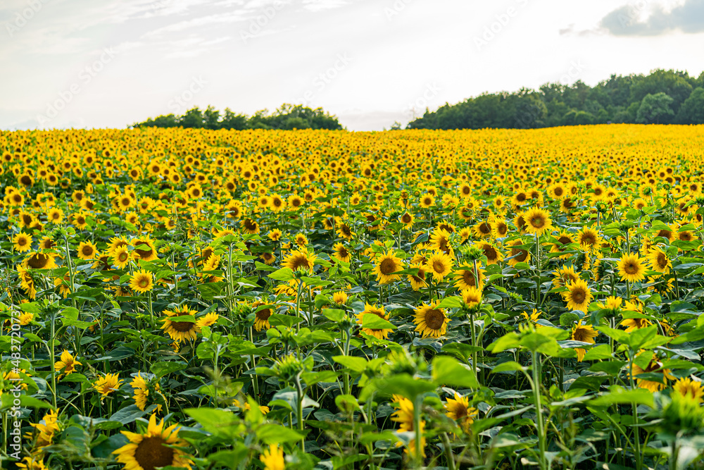 Sunflowers, field of sunflower in bloom sunflower field