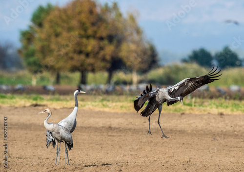 Dancing Cranes  in  arable field.  Common Crane, Scientific name: Grus grus, Grus communis. photo