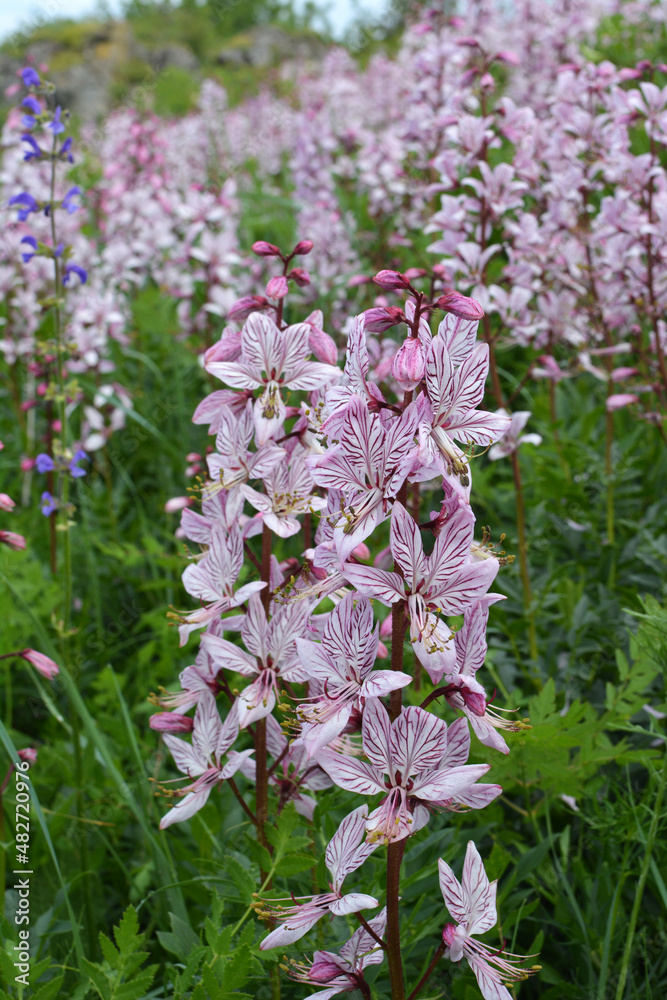 In nature, a rare plant blooms Red Book plant Dictamnus albus In nature, a rare plant blooms Red Book plant Dictamnus albus