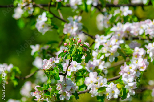 flowering branches of an apple tree on a background of trees