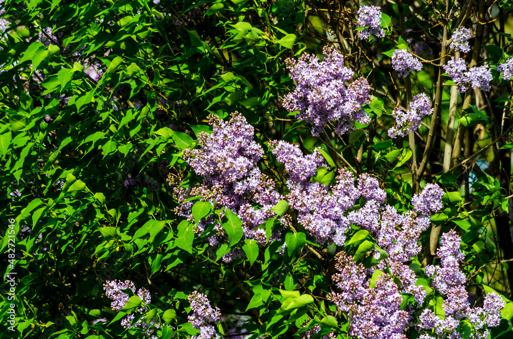 Obraz premium purple lilac bush blooming in summer on a sunny day