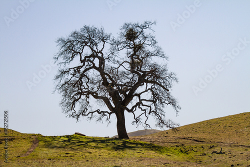 Lone tree