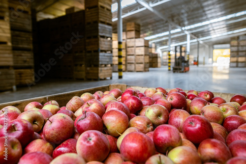 Ripe juicy red apples in a container. Production facilities of large warehouse - grading, packing and storage of crops.