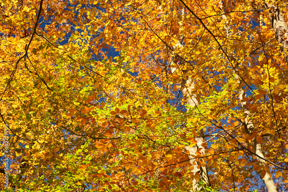 The sunshine through the Autumn leaves, Harz, Germany The sunshine through the Autumn leaves, Harz, Germany