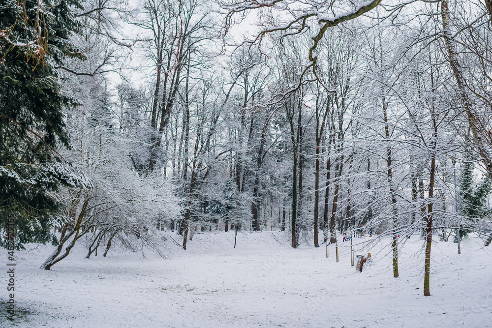 Winter Landscape. Tree Covered with Snow in Winter. Winter Landscape. Tree Covered with Snow in Winter.