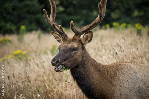 Roosevelt Elk