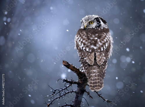 Schilderij op canvas Northern Hawk Owl ( Surnia ulula )