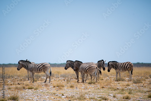 Zebra in the wild. Safari in Africa  African savannah. Wildlife  animals.