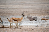 Springbok antelope in the wild. Safari in Africa, African savannah wildlife.