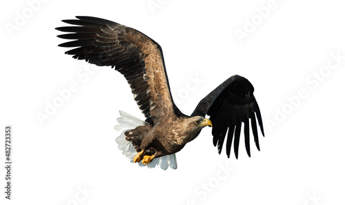 Adult White-tailed eagle in flight. Isolated on White background. Scientific name: Haliaeetus albicilla, also known as ern, erne, gray eagle, Eurasian sea eagle and white-tailed sea-eagle
